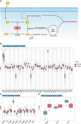 Multi-omics pan-cancer study of cuproptosis core gene FDX1 and its role in kidney renal clear cell carcinoma